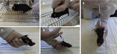 Image result for C57 Mouse Cartoon Supine Position Intraperitoneal Injection