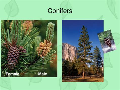 Plant Classifications Explained 的图像结果