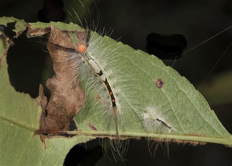 white-marked tussock moth caterpillar | Roads End Naturalist