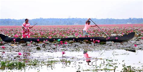 ആമ്പൽപ്പൂവേ പൂവേ... - PHOTOS - SHOOT @ SIGHT | Kerala Kaumudi Online