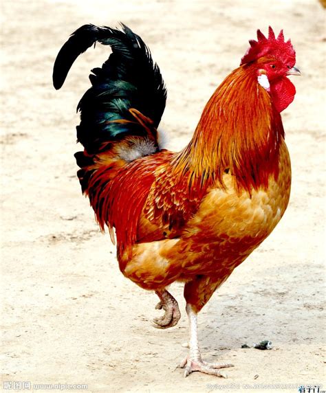美丽的公鸡多彩高清图片下载-正版图片304249790-摄图网