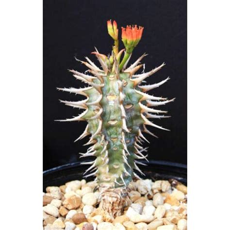 Euphorbia Viguieri CAPURONIANA Exotic Flower | Ubuy India