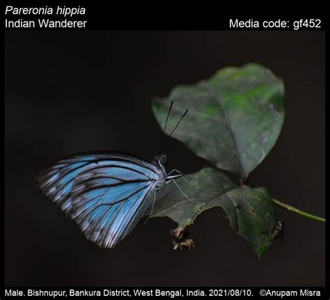 Pareronia hippia (Fabricius, 1787) - Indian Wanderer | Butterfly