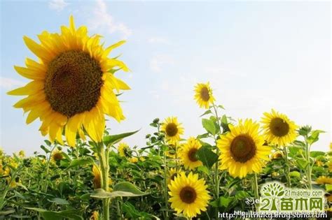 油葵利用价值与营养价值 油葵种植技术_齐家网