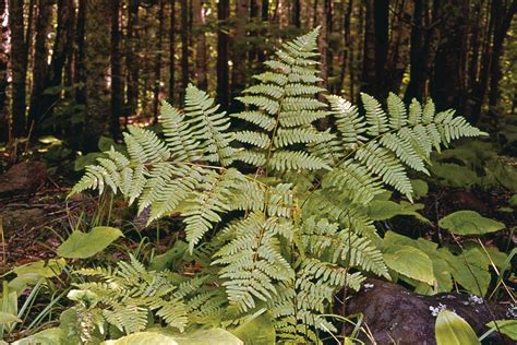 Image result for Fern Reproduction Cycle