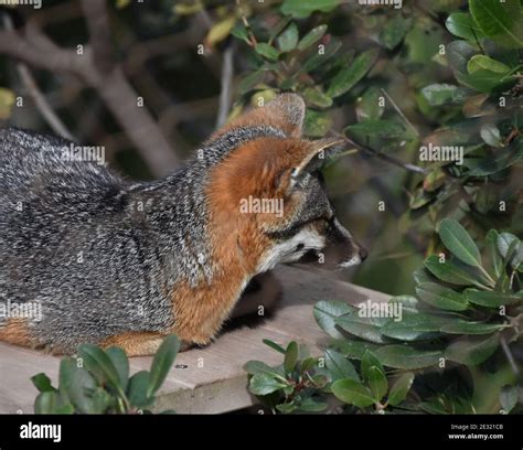 Beautiful side profile of a channel island fox Stock Photo - Alamy