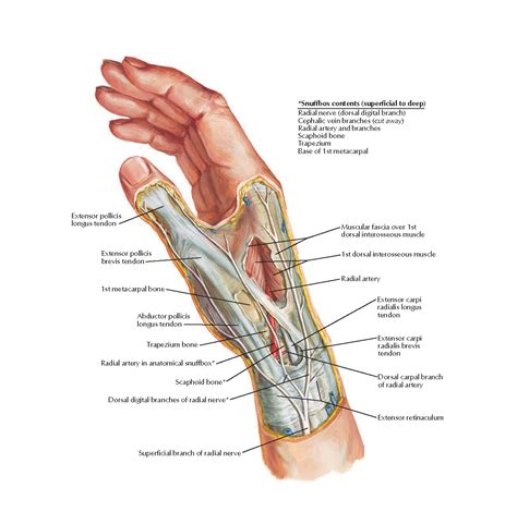 Image result for Hand Dissection