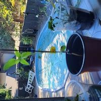 Buy Purple White Rose Flower Seeds 20 Seeds 578 Online in India - Etsy