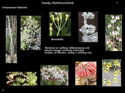 Crassulaceae Flower