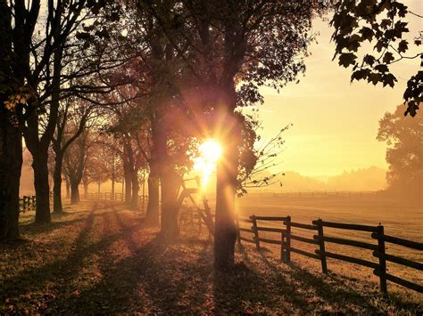 Free Images : tree, nature, forest, sun, fog, sunrise, sunset, sunlight ...