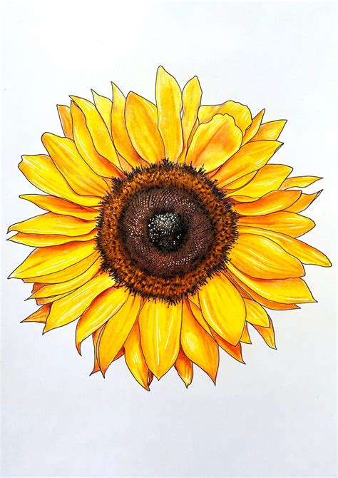 creative sunflower drawing ideas | Sunflower drawing, Sunflower ...