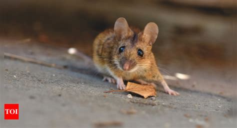 DTU Students: FIR lodged against DTU students for cruelty against mouse ...