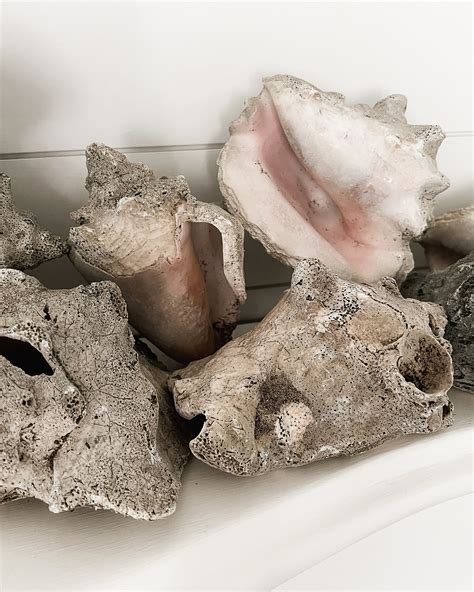 Image result for How to Remove Fossilized White From Conch Shells