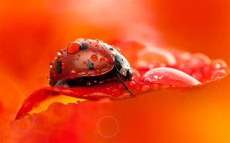 Image result for Microsoft Ladybug Background