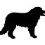 Dangers of Pet Obesity - FOUR PAWS International - Animal Welfare ...