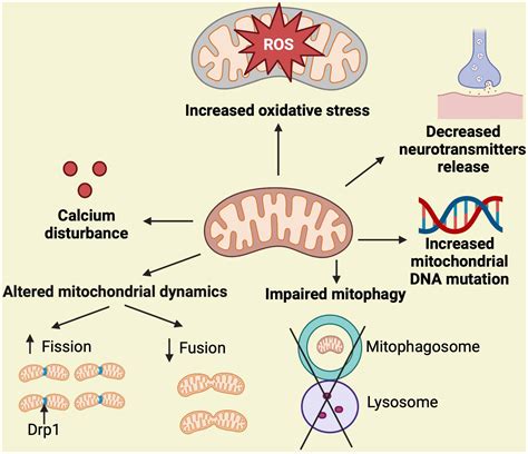 Frontiers | Insights from Drosophila on Aβ- and tau-induced mitochondrial dysfunction ...
