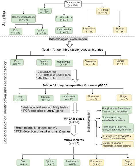 Frontiers | Methicillin- and Vancomycin-Resistant Staphylococcus aureus From Humans and Ready-To ...