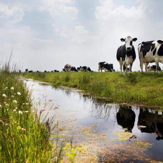 Grazende koeien in de wei als onderdeel van het Nederlandse landschap