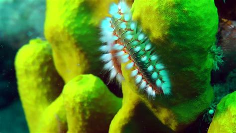 Image result for Alien Xenomorph Screech Sound Effect