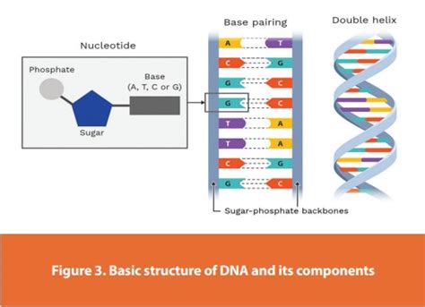Image result for DNA Basics Explained