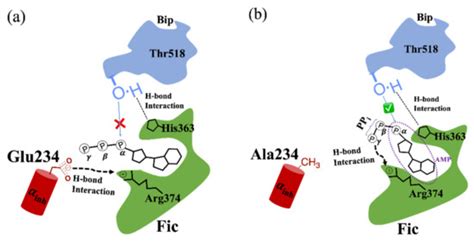 Investigation of the Detailed AMPylated Reaction Mechanism for the ...