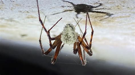 Zombie Spiders Are Invading the UK
