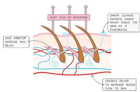 Controling the Body Temperature - Biology for Grade 10 PDF Download