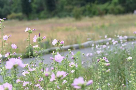 Wildbienen-Projekte in Berlin | Schutz in der Hauptstadt | Wildbienen