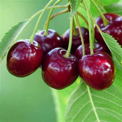 Buy sweet cherry (syn. Prunus cerasus 'Burlat') cherry 'Bigarreau ...