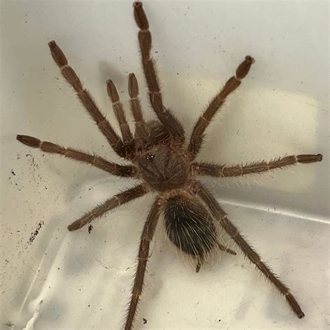 Lasiodora parahybana (Salmon Pink Birdeater Tarantula) – Gallegos ...