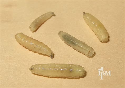 What Causes Maggots In My House at Ola Graham blog