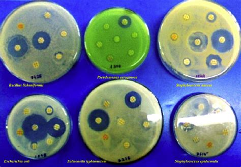 Image result for Disk Diffusion Method Procedure