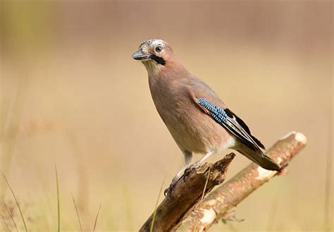 Image result for Java Jaybird Connection