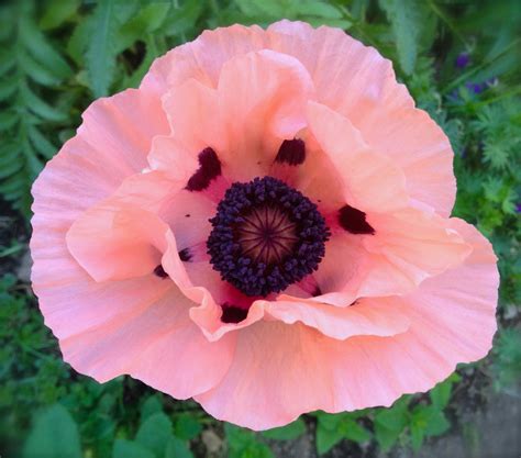Pink Oriental Poppy Perennial Heirloom Seeds Very Rare Variety