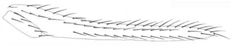 Insect Pests