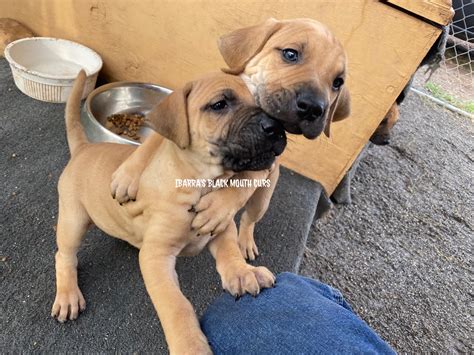 Black Mouth Cur Puppies for Sale - Northern California Black Mouth Curs