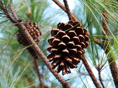 Types Of Pine Cones