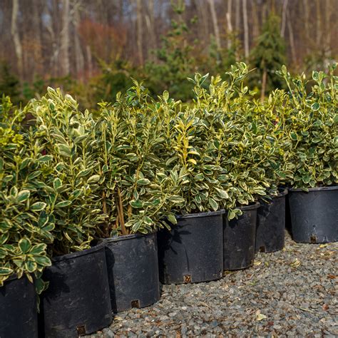 Silver King Euonymus – Plant Detectives