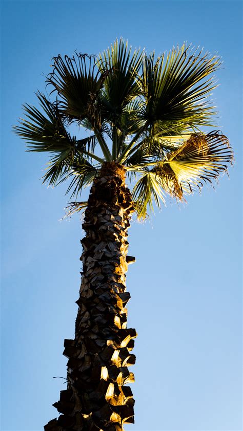 Download wallpaper 1350x2400 palm tree, branches, trunk, sky, bottom ...