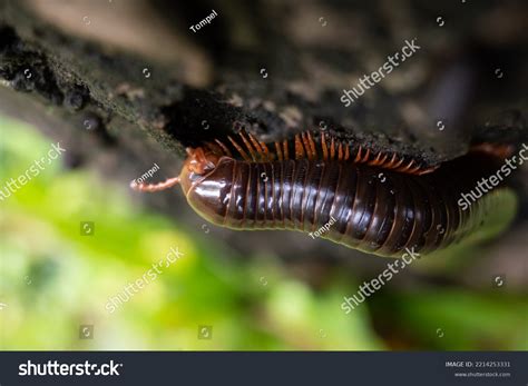 Millipedes Included Phylum Arthropoda Animals Jointed Stock Photo 2214253331 | Shutterstock