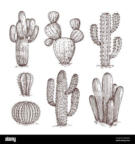 Hand drawn cactus. Western desert cacti mexican plants in sketch style ...