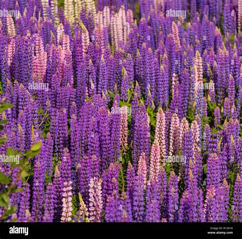 TRINITY, NEWFOUNDLAND, CANADA - Purple lupin flowers in bloom. Lupinus ...