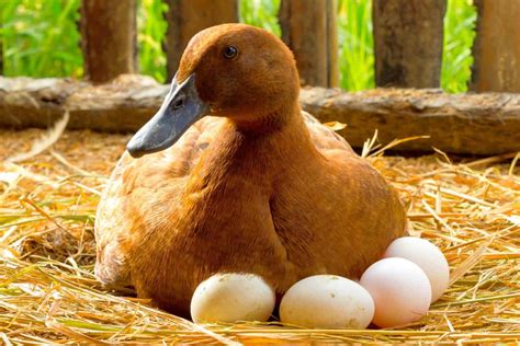 When Do Ducks Start Laying Eggs? - Bird Helpful