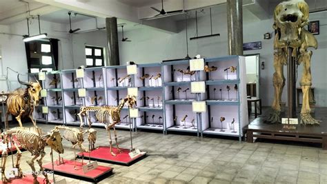 NVC - Veterinary Anatomy and Histology