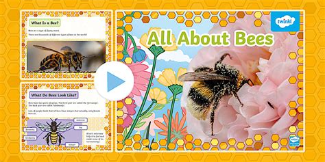 KS1 All About Bees PowerPoint