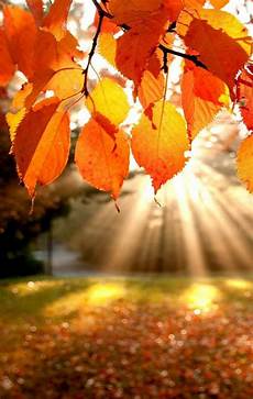 Fall Backgrounds 2019 by Autumn Light Fall Desktop Wallpaper Iphone 2020 3d Fall Backgrounds 2019