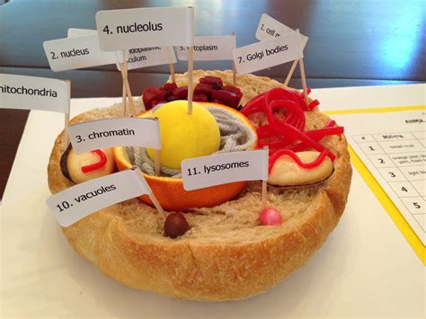 Image result for Animal Cell Model Project