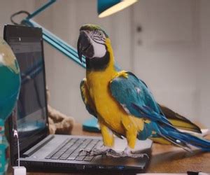 Image result for O2 Duck Advert