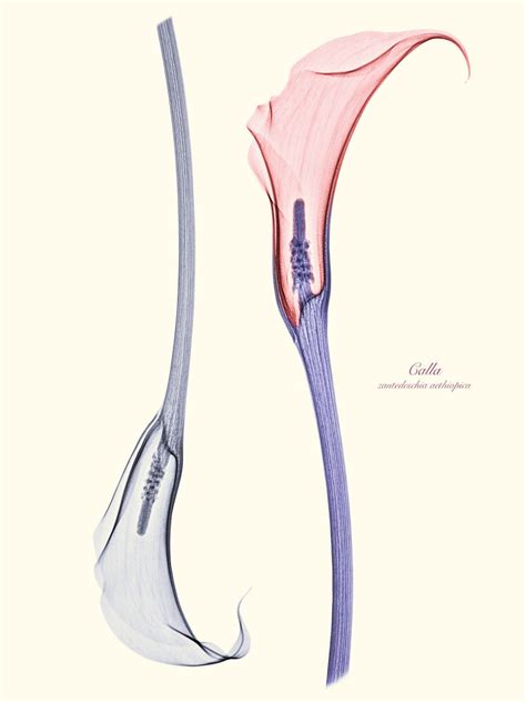 floral x ray