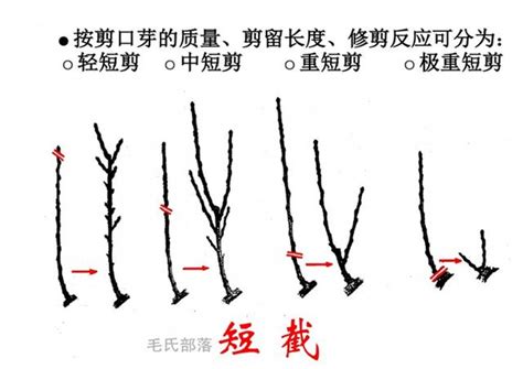 梨树栽培技术 整形修剪方法之短截